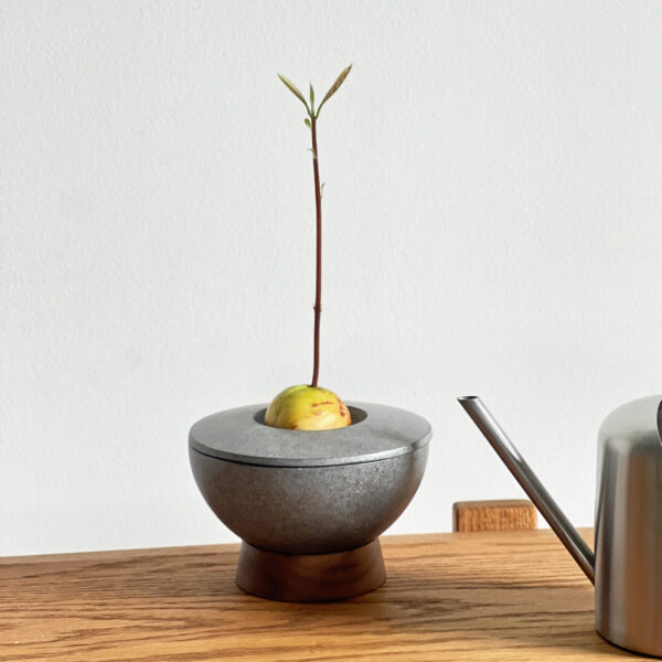 毎日の変化が楽しい「AVOCADO  POT」