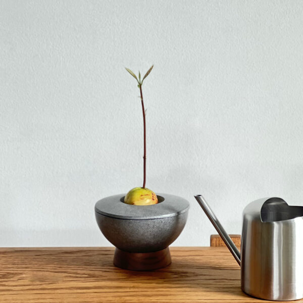 BLOG【毎日の変化が楽しい「AVOCADO POT」】